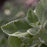 Cuban Oregano Tincture