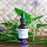 Blue Vervain Tincture