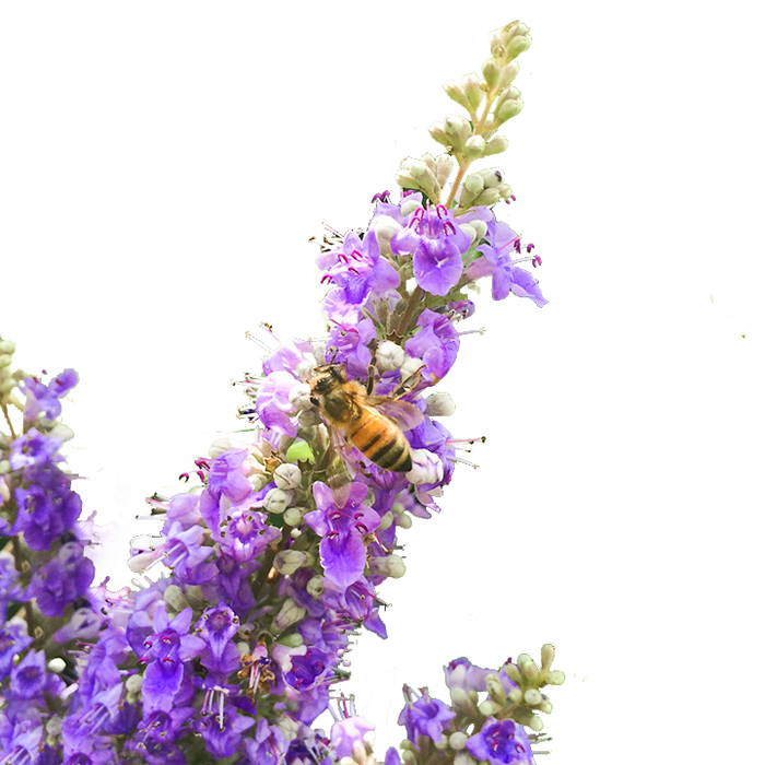 Chaste Berry Tincture