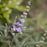 Chaste Berry Tincture