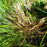 Vetiver Hydrosol