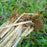 Vetiver Hydrosol